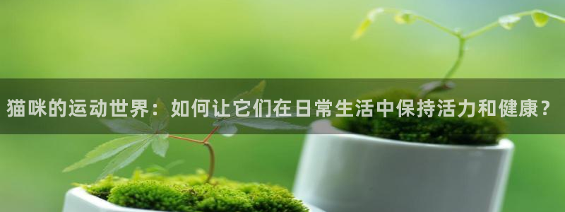 猫咪的运动世界：如何让它们在日常生活中保持活力和健康？